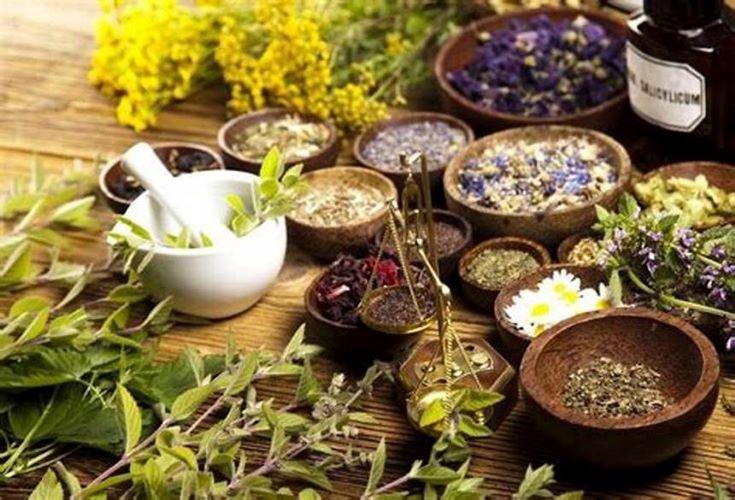 Catálogo de Plantas Medicinais da Caatinga