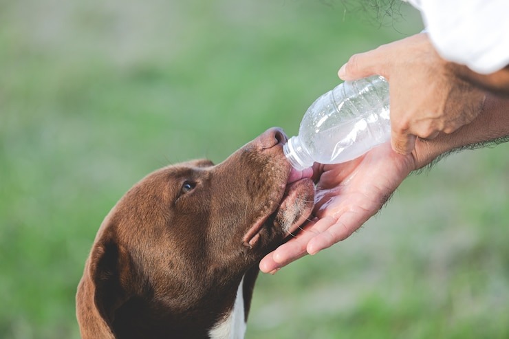 Com os dias de calor intenso que estamos vivendo, é preciso adotar algumas medidas para ajudar seu pet a se refrescar