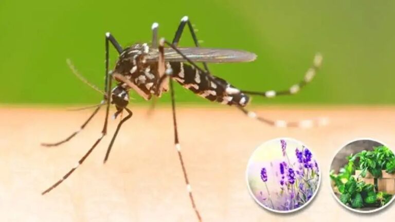 Como afastar moscas e mosquitos