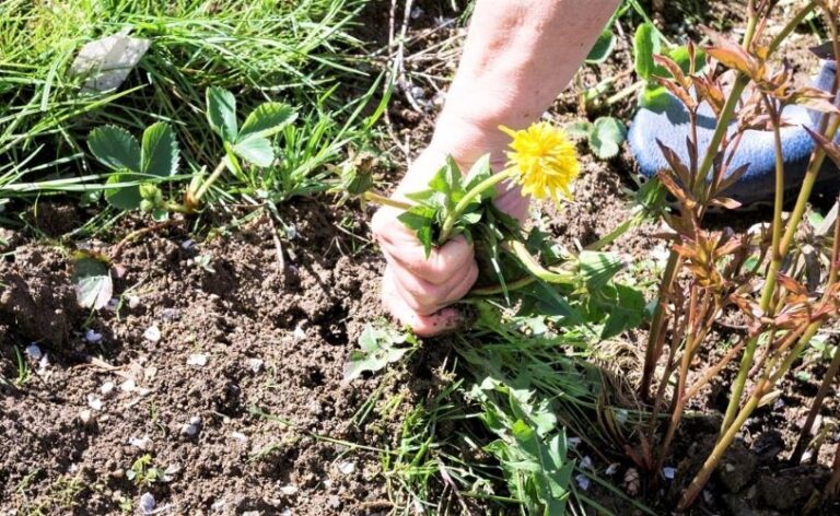 Como eliminar ou diminuir o mato do jardim