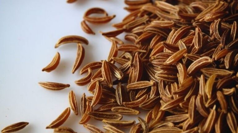 Benefícios da Alcarávia para a Saúde