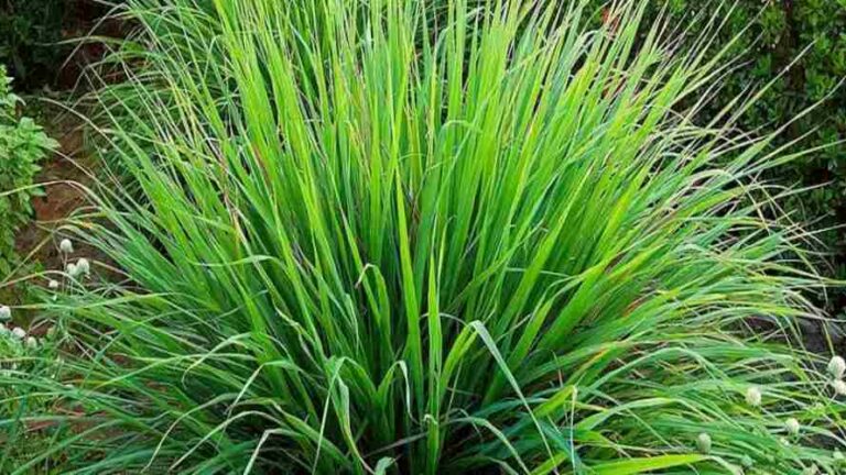 Capim-santo, ou Capim-limão e Erva-cidreira