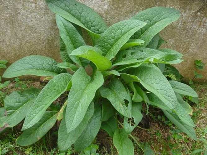 Você já ouviu falar do Confrei