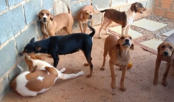 Tudo Sobre Sem Raça Definida A escolha do animal de estimação perfeito pode ser uma tarefa desafiadora para muitas pessoas.
