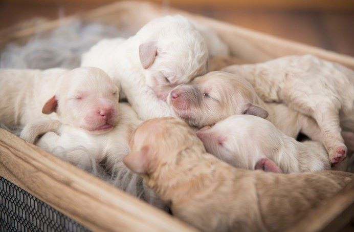 O Desmame do seu dog filhote é um processo que deve ser feito com cuidado e atenção, para garantir que o filhote cresça saudável e forte.