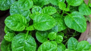 Benefícios da Bertalha: Usos e Receitas