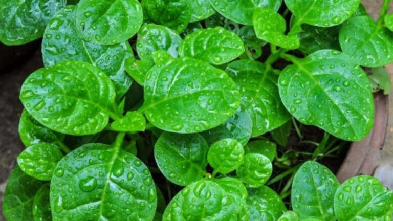 Benefícios da Bertalha: Usos e Receitas