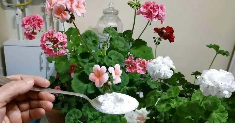 Flores exuberantes usando multivitamínico