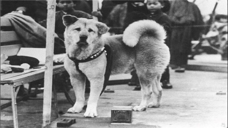 A História de Hachiko
