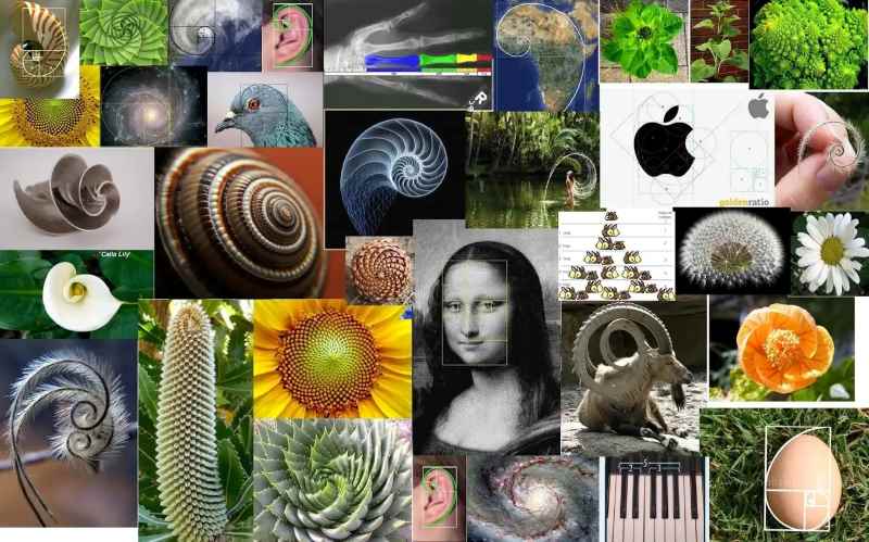Sequência de Fibonacci na Matemática - Mais Estilo de Vida