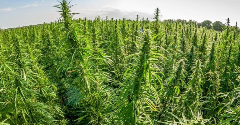 Cânhamo: Alternativa Sustentável às Florestas