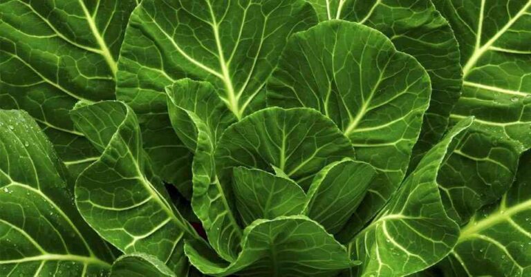 Maximizando os Benefícios da Couve na Nutrição. a couve é um superalimento nutritivo que oferece uma ampla gama de benefícios para a saúde