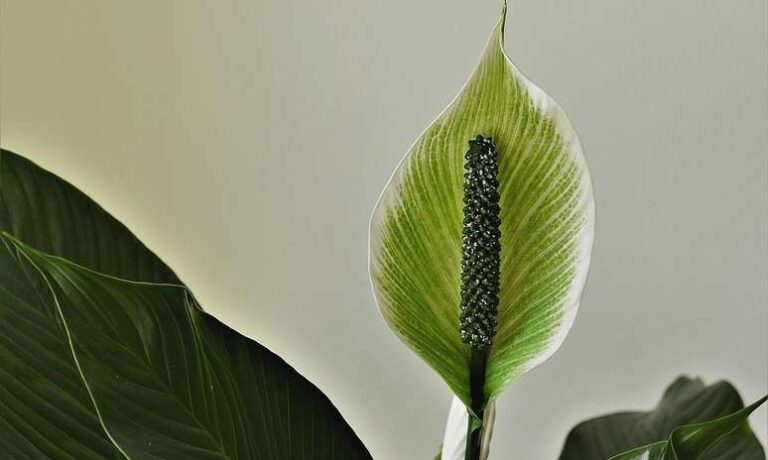 O que o lírio-da-paz atrai? Qual o significado da planta? Espécie é conhecida para 'limpar' energia de pessoas e lugares