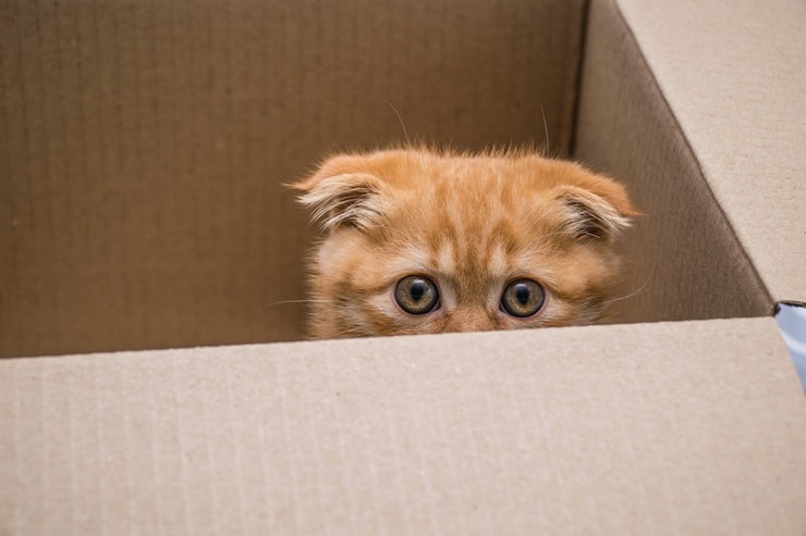 Experimento do Gato de Schrödinger: Entenda o Avanço Científico no Laboratório da China. Introdução ao Paradoxo do Gato de Schrödinger