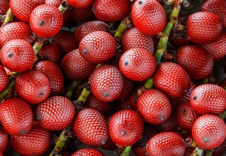 Buriti - A Fruta Rica em Vitaminas e Minerais. fruta excepcional que oferece uma combinação única de benefícios nutricionais e medicinais.