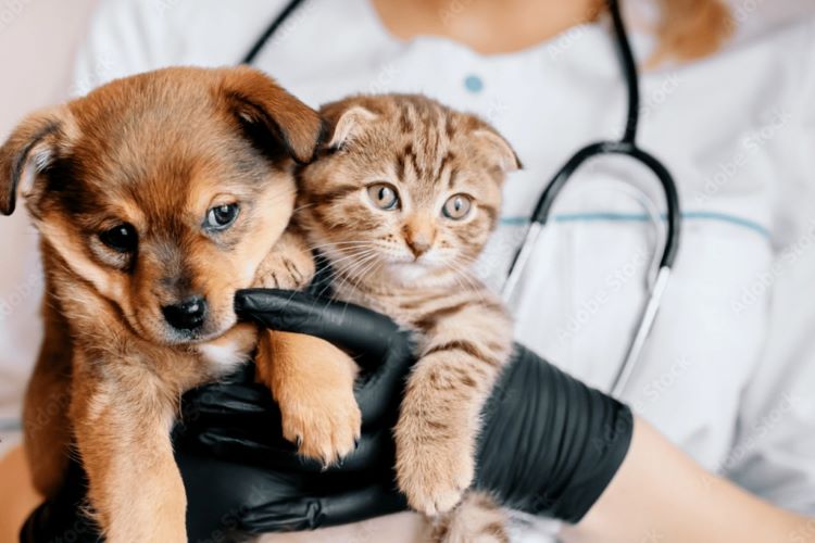 Guia Completo de Primeiros Socorros para Pets. O atendimento veterinário profissional é fundamental para garantir a saúde