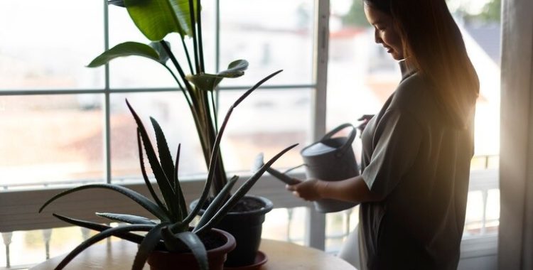 Plantas Fáceis de Cuidar. Escolher plantas de baixa manutenção é uma forma de começar na jardinagem sem se preocupar com cuidados constantes.