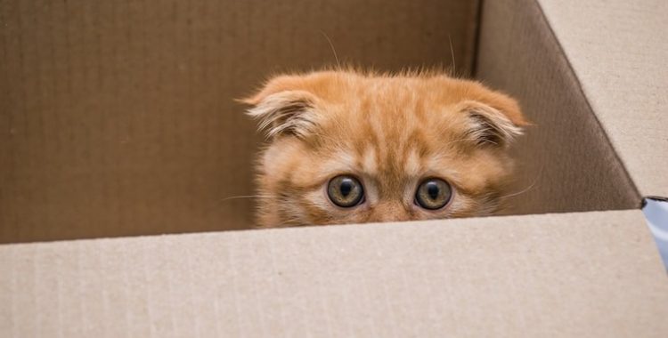 Experimento do Gato de Schrödinger: Entenda o Avanço Científico no Laboratório da China. Introdução ao Paradoxo do Gato de Schrödinger