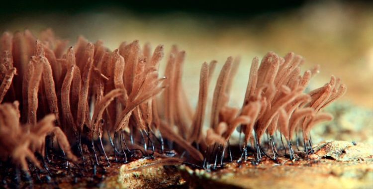 Os cogumelos biodegradáveis representam uma solução inovadora e promissora para o problema global da poluição plástica.